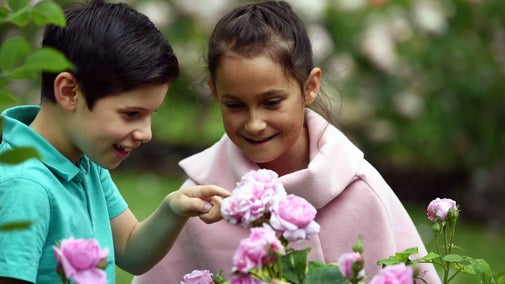 Children looking at roses in the Rose Garden in June at Morden Hall Park, London